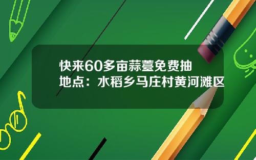 快来60多亩蒜薹免费抽 地点：水稻乡马庄村黄河滩区